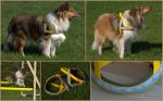 Dog-Accessoires_and_more-2011.jpg