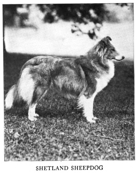 Bild "Willkommen:1938-ShetlandSheepdog.jpg"
