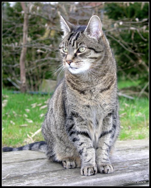 Bild "Willkommen:Katze-Mulle-2.JPG"